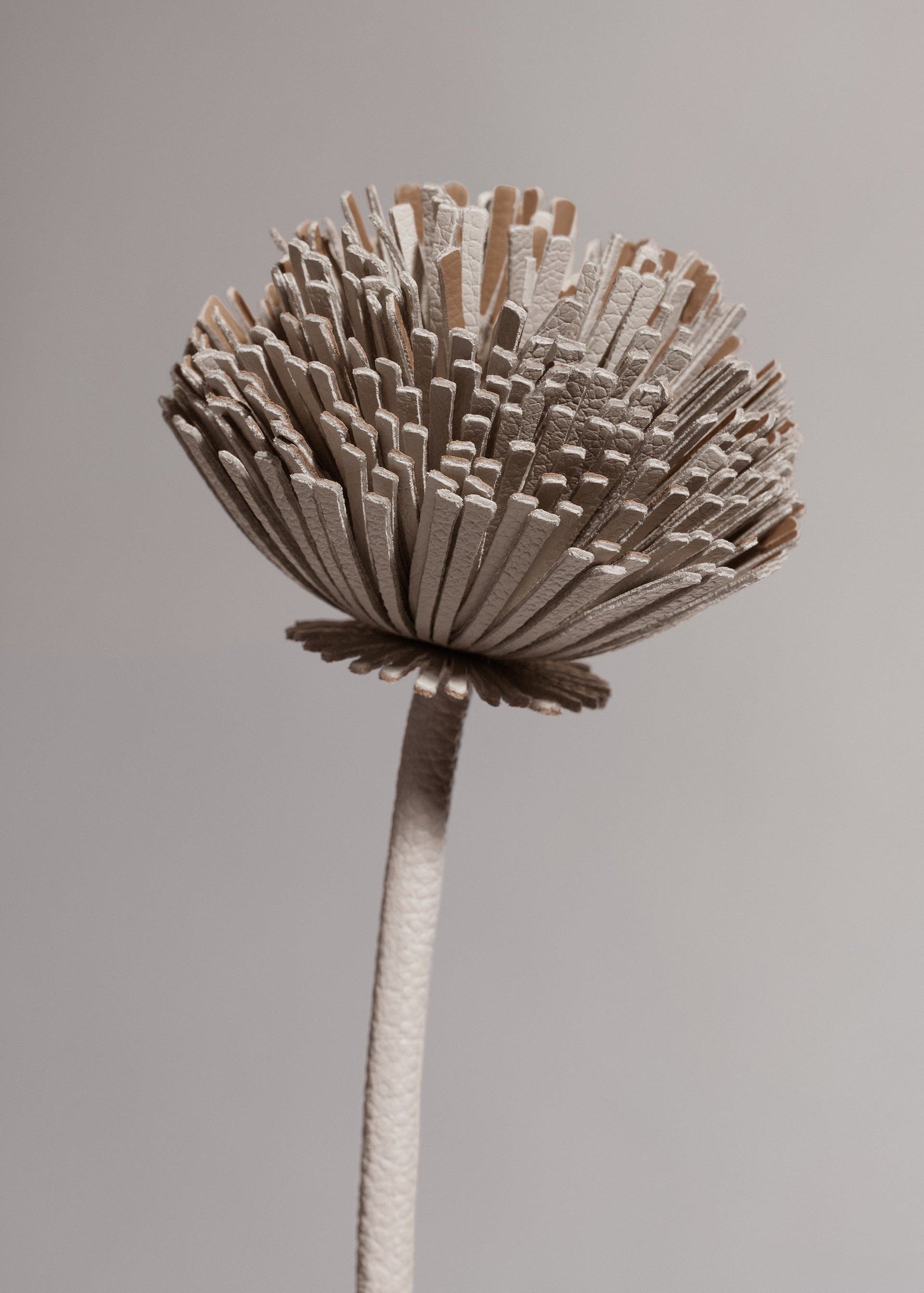Fleur Tul - Duo Craie