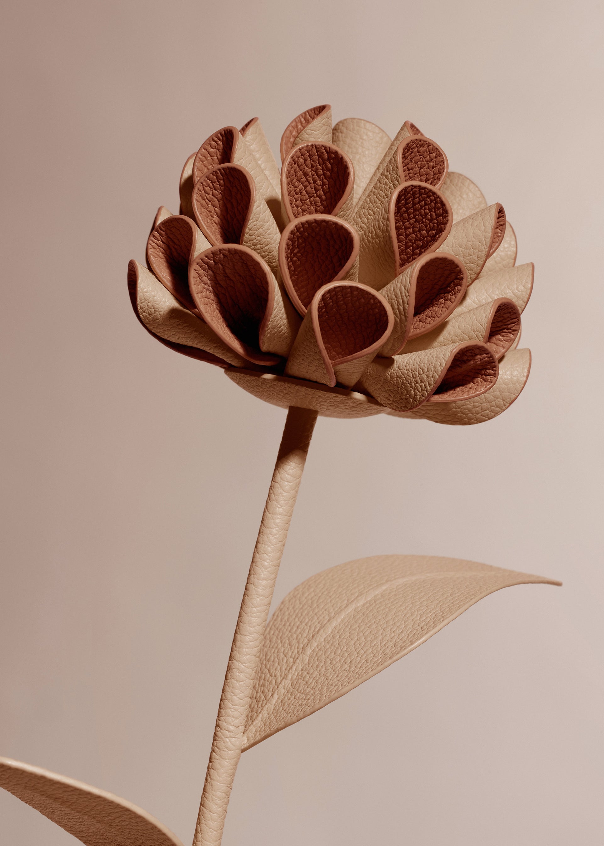 Fleur Dalium - Duo Beige