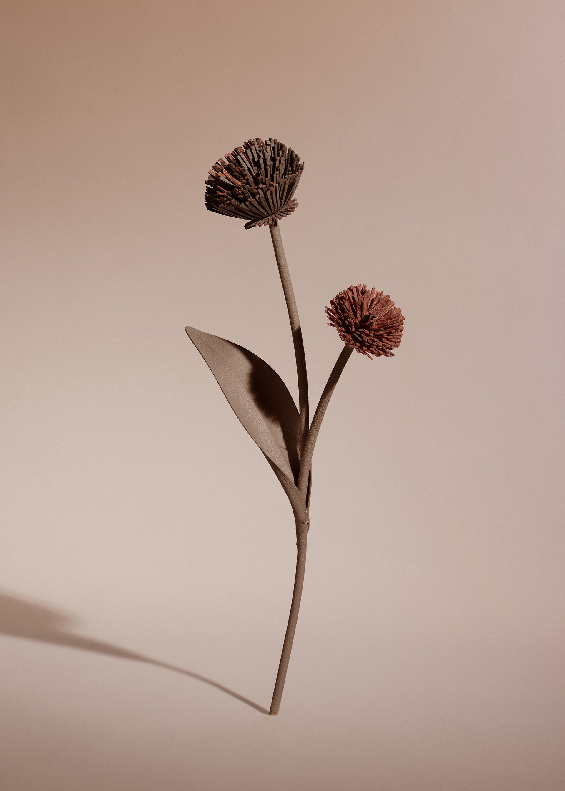 Fleur Tul - Racine