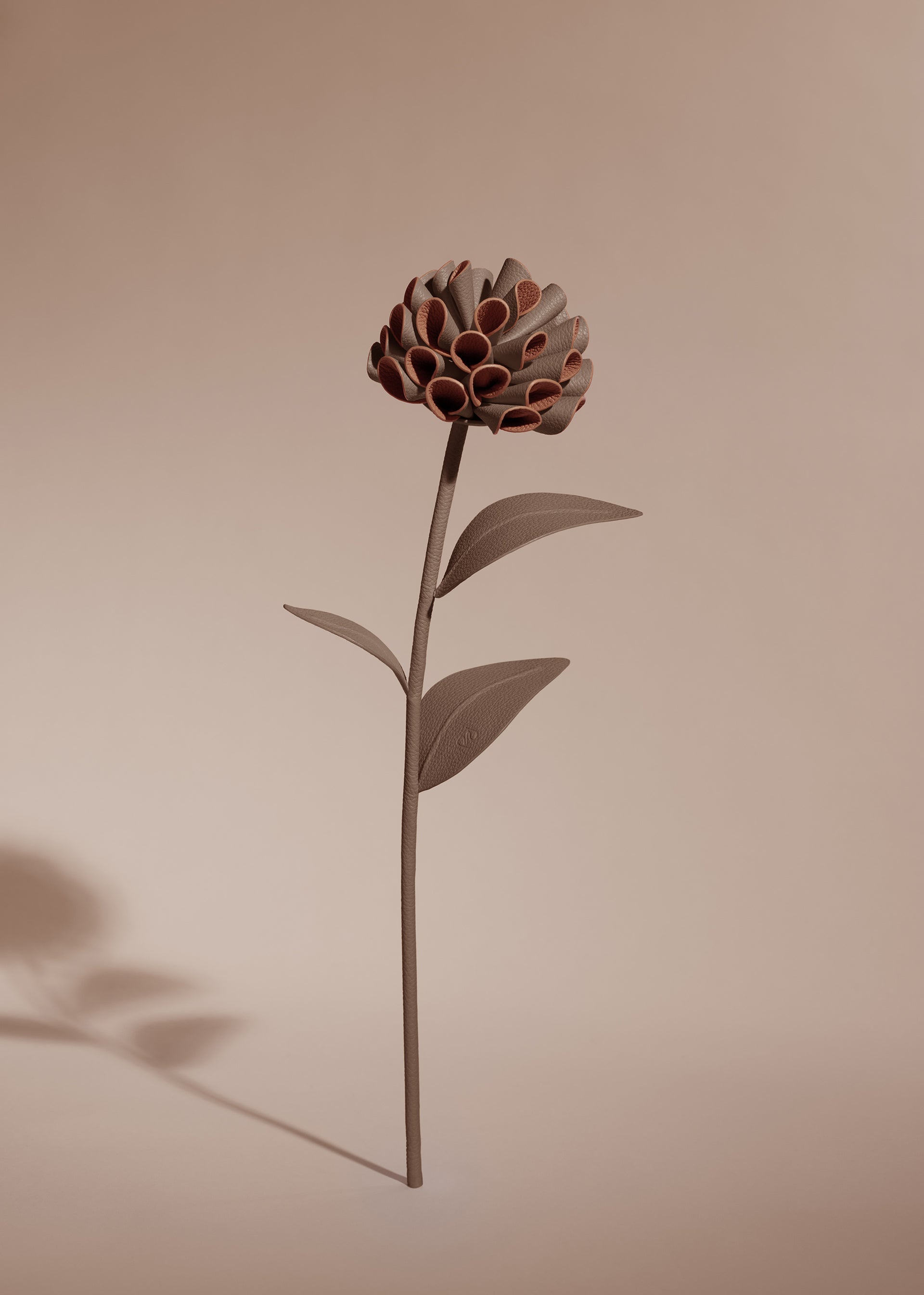 Fleur Dalium - Racine