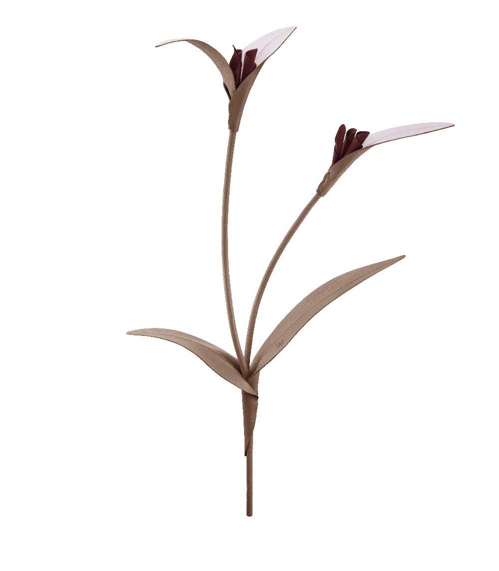 Fleur Touka - Racine