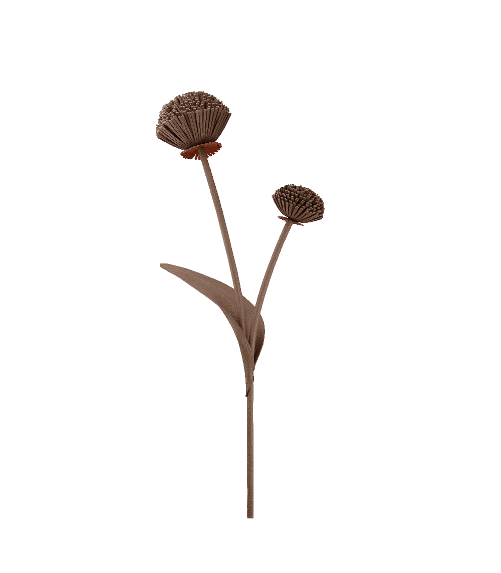 Fleur Tul - Racine
